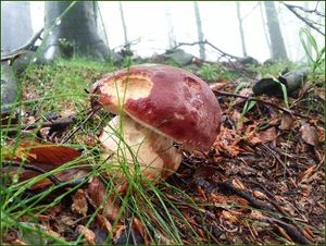 Klikni pro velký obrázek