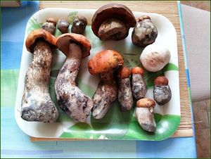 Klikni pro velký obrázek