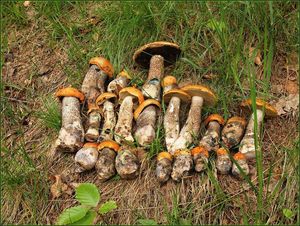 Klikni pro velký obrázek