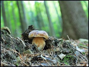 Klikni pro velký obrázek