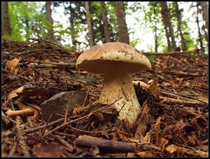 Klikni pro velký obrázek