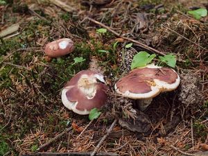 Klikni pro velký obrázek