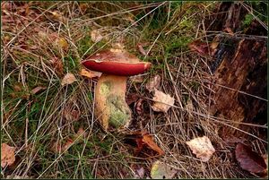 Klikni pro velký obrázek