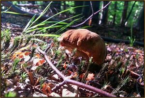 Klikni pro velký obrázek