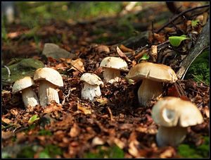 Klikni pro velký obrázek