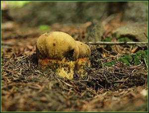 Klikni pro velký obrázek