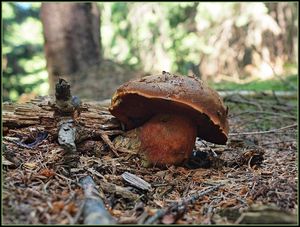 Klikni pro velký obrázek