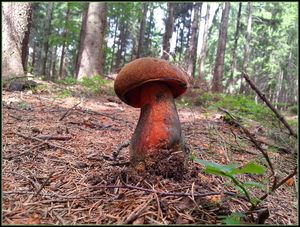 Klikni pro velký obrázek