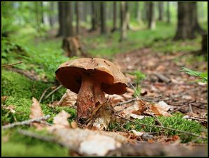 Klikni pro velký obrázek