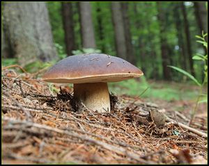 Klikni pro velký obrázek