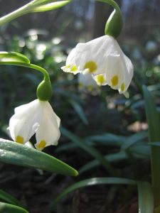 Bledule jarní (Leucojum vernum L.)