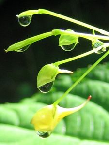 Netýkavka malokvětá (Impatiens parviflora)