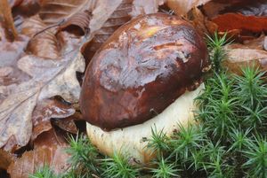 Klikni pro velký obrázek