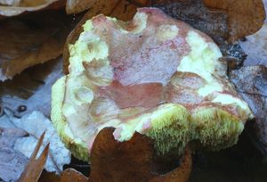 Klikni pro velký obrázek