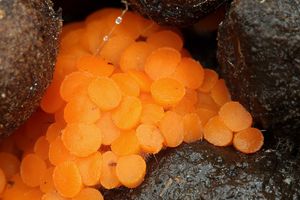Oranžovka vřetenovýtrusá - Byssonectria terrestris (Alb. & Schwein.) Pfister 1994