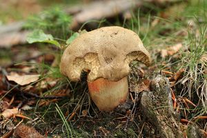 Klikni pro velký obrázek