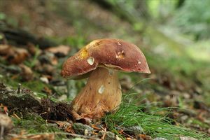 Klikni pro velký obrázek