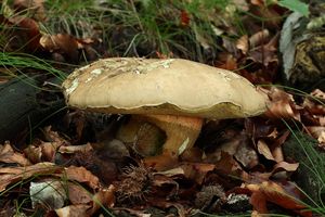 Klikni pro velký obrázek