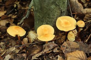 Klikni pro velký obrázek