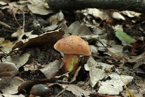 Klikni pro velký obrázek