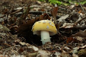 Klikni pro velký obrázek