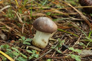 Klikni pro velký obrázek