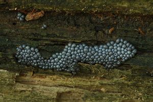 Řešetovka hlínová - Cribraria argillacea (Pers.) Pers. 1794
