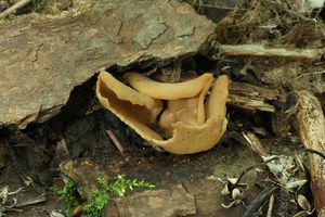 Klikni pro velký obrázek