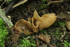 Klikni pro velký obrázek