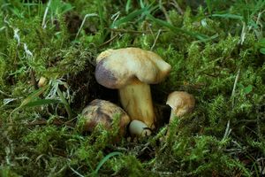 Klikni pro velký obrázek