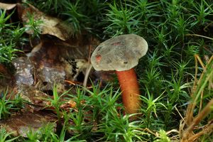 Klikni pro velký obrázek