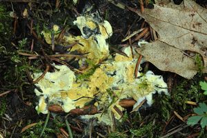 Klikni pro velký obrázek