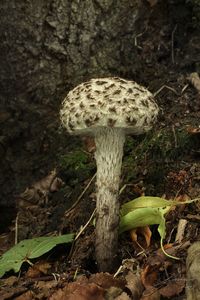 Klikni pro velký obrázek