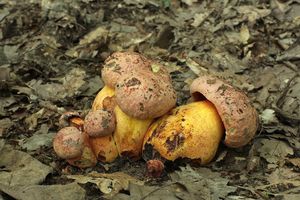 Klikni pro velký obrázek