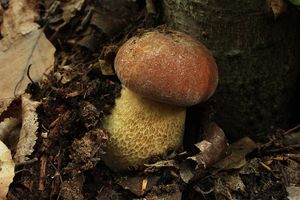 Klikni pro velký obrázek