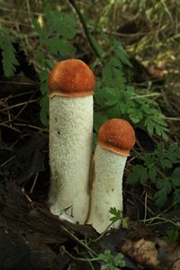 Klikni pro velký obrázek