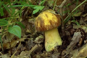 Klikni pro velký obrázek