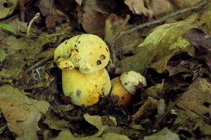 Klikni pro velký obrázek