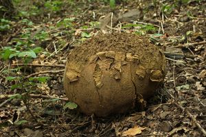 Pýchavka obrovská - Calvatia gigantea (Batsch) Lloyd 1904