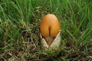 Muchomůrka šafránová - Amanita crocea (Quél.) Singer 1951