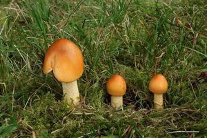 Muchomůrka šafránová - Amanita crocea (Quél.) Singer 1951
