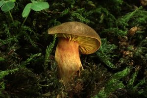 Klikni pro velký obrázek