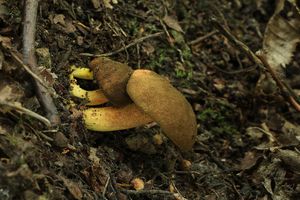 Klikni pro velký obrázek