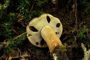 Klikni pro velký obrázek