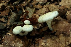 Klikni pro velký obrázek