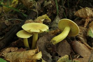 Klikni pro velký obrázek