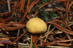 Jelenka obecná - Elaphomyces granulatus Fr. 1829