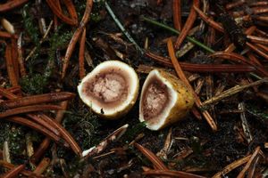 Jelenka obecná - Elaphomyces granulatus Fr. 1829