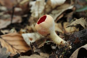Ohnivec rakouský - Sarcoscypha austriaca (Beck ex Sacc.) Boud. 1907