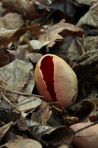 Ohnivec rakouský - Sarcoscypha austriaca (Beck ex Sacc.) Boud. 1907